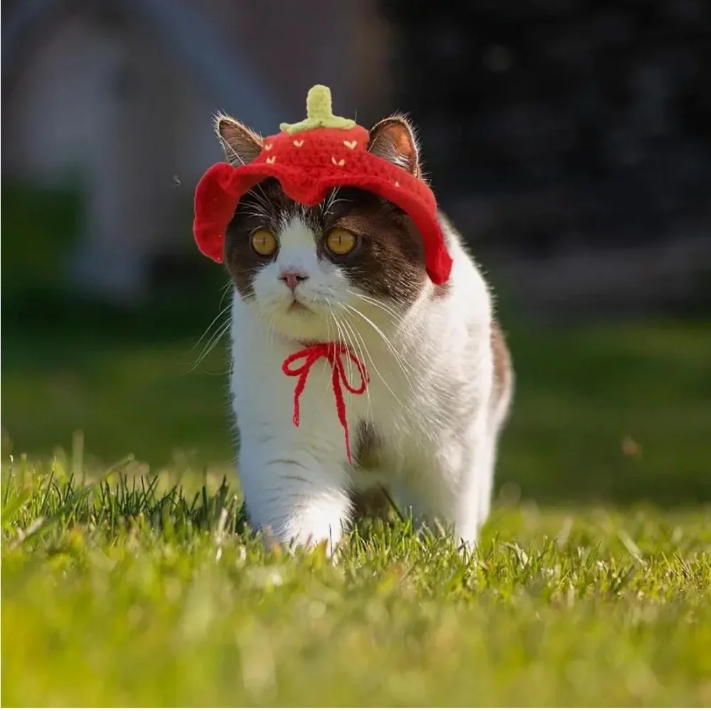 Red Strawberry Handcrafted Crochet Cat Dog or Small Pet Hat (Sm)